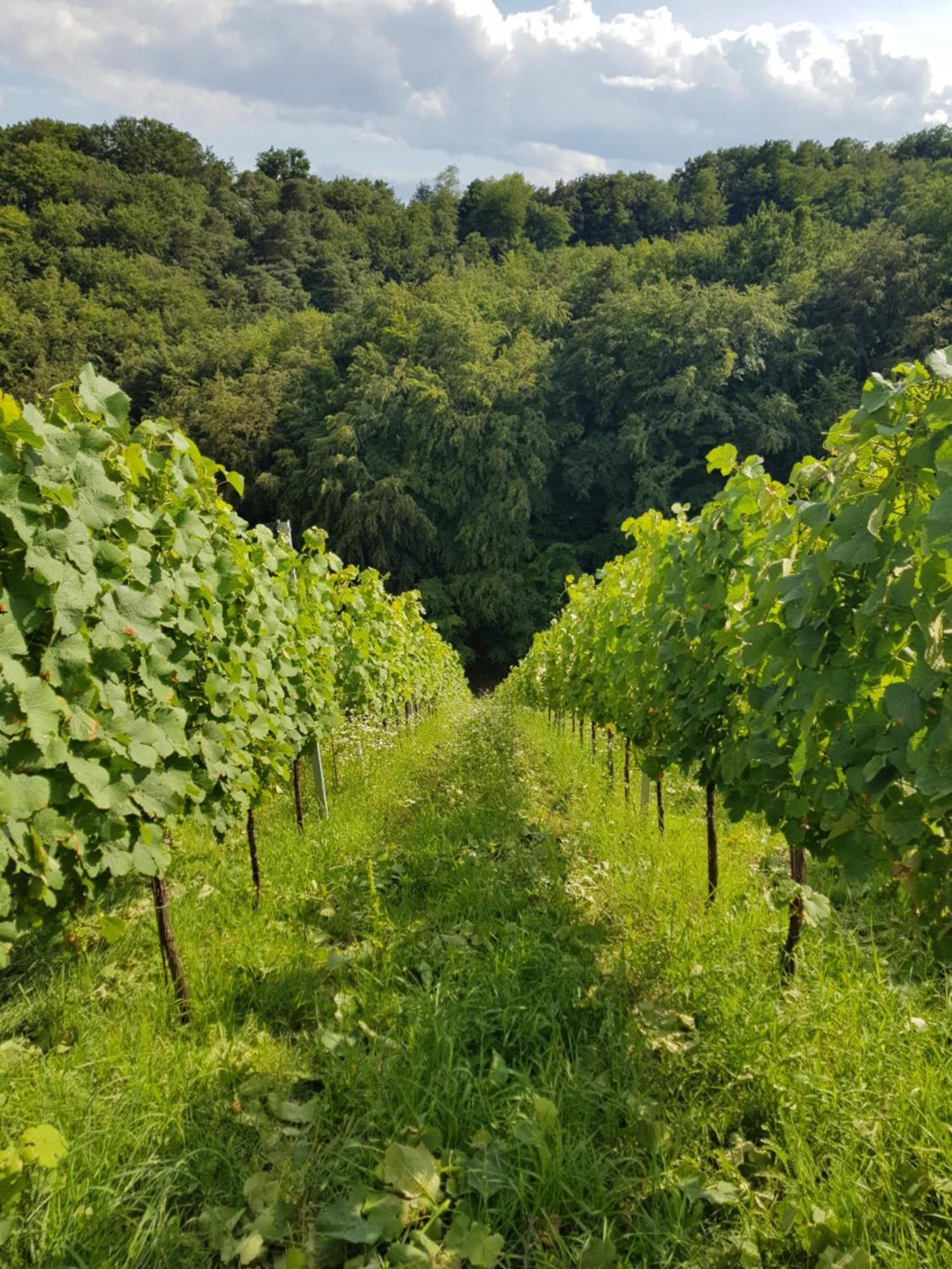 Вилла Wine House Kaloh Марибор Экстерьер фото